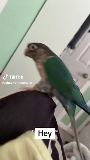 #birds #conure #cute #parrotsoftiktok #fyp #parrots #australia #greencheekconure