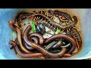 Catch Exotic Animals Giant Centipedes, Scorpion, Giant Millipede, Crab, Red Spotted Millipede...