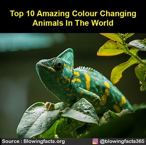 75K views · 1.4K reactions | Top 10 amazing colour changing animals | Facts that will blow your mind | Facebook