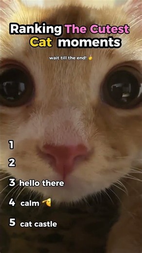 Ranking the Cutest Cat moments! #cats #adorablecat #shorts