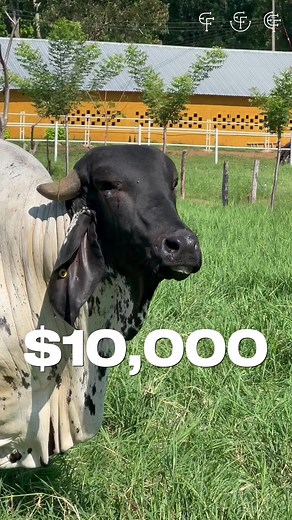 ¿¡Qué esperas!? Contáctanos y déjanos asesorarte en escoger el mejor ejemplar para ti 🐮🏆 | Rancho El Alemán