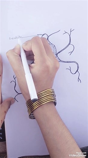 Nervous tissue drawing with labeling