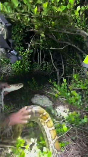Massive 15 foot female python caught in the Everglades!