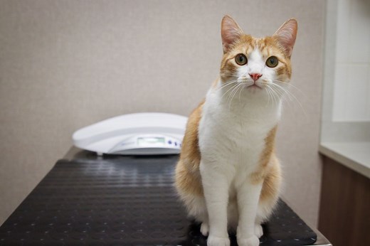 Gabapentin for Cats: Usage, Safety, Dosage and Side Effects - Cats.com