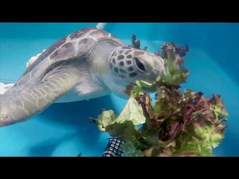 San Diego Zoo Kids - Sea Turtle Rescue