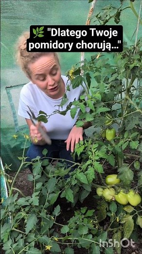 Obrywanie dolnych liści pomidorów🍅 3 powody, dlaczego warto! #pomidory #ogrodnictwo #garden #tomato