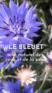 Le bleuet, allié naturel des yeux et de la peau 💙 Saviez-vous que cette jolie fleur des champs peut apaiser la peau et les yeux secs ou irrités ? 👉 En compresses imbibées ou en usage externe, le bleuet est un vrai trésor de douceur 🌸 On le croise souvent dans les sols retournés et travaillés... Et on vous explique comment le reconnaître sans se tromper 🌿 ✨ Envie d’en apprendre plus ? Venez explorer le monde des plantes sauvages avec nous lors de nos balades et stages toute l'année → toutes l