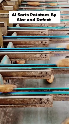 AI Potato Sorter: Tech in Your Produce