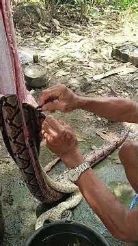 Python skinning tutorial #python #hugesnake #habitat #monster