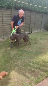 16K views · 390 reactions | Big Baby Bear checking in, I have been making myself at home and having fun with dad in the garden....this toy was decapitated a few minutes after this video of me having fun...got to show them pesky fluffy toys who's boss eh?!?..... | Hilbrae Pets Hotel and Stray Kennels | Facebook