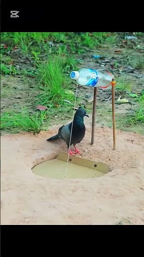 Birds catching #birds #wildliferescue #animaltrap #wildlife #birdtrap #birdwatching #nature