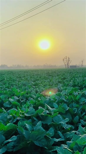 Camera setting toturial 4K 8K Wink app use