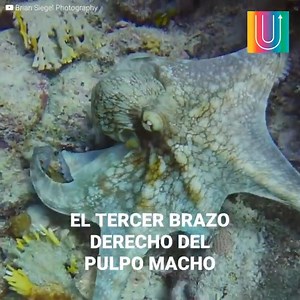 5.1M views · 10K reactions | Si crees que el nacimiento de los caballitos de mar es impresionante, entonces no te imaginas cómo lo hacen los koalas, los pandas o los ornitorrincos. En este conteo sólo queremos dejar claro que el milagro de la concepción siempre es hermoso y no sólo de los humanos. ❤️ | Upsocl Verde | Facebook