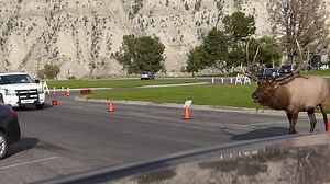 4.3M views · 150K reactions | RUT-RO! Elk in Yellowstone kept park rangers busy and gave visitors a close-up look at their rutting behavior in Mammoth village on Friday. MORE: https://bit.ly/3tBgdzb | KBZK TV | Facebook