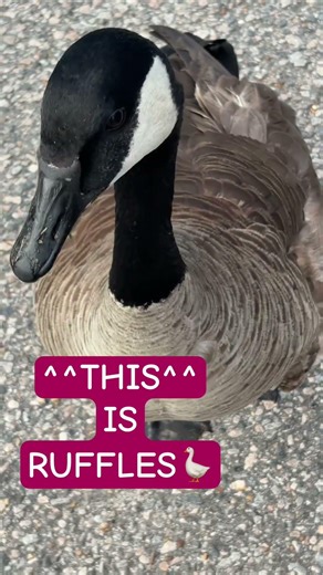 Sweetest Goose Ever #goose #wildlife #nature #shortsfeed