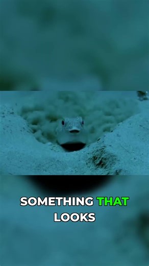 Underwater Crop Circles: Pufferfish create alien art!