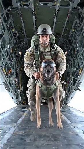 army and dog and dog and the #army #gsd #military #military #gbb #gbb #denizen #goldenarm #airsoftae