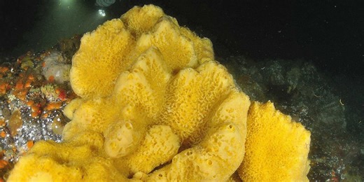 This ancient signal just unearthed what the first animal ever actually looked like