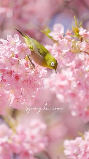 Think cherry blossoms are only for spring? Discover early blooms in February!🌸💗 ⠀ Every year from around February, the Kawazu Cherry Blossom Festival transforms the riverbanks with stunning Kawazu-zakura trees blooming. Beneath them, bright yellow rapeseed flowers spread across the ground, creating a vivid, colorful landscape that signals the arrival of spring🌼🌿 ⠀ Will you be there to see it?✨ ⠀ 📍 Kawazu Cherry Blossom Festival / Shizuoka https://www.japan.travel/en/spot/1279/ ⠀ 📸 IG @ syn