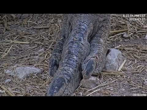 Emu Feet Are Gnarly Up Close