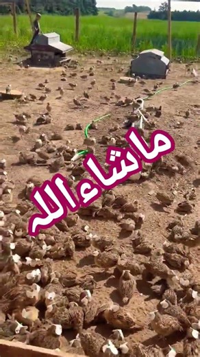 #birds #birdsounds #automobile #quail #viralshort #youtubeshorts #batair