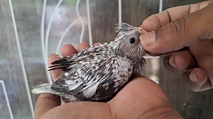 30 reactions | tame size baby jader lagbe inbox check white face | Unity Farm | Facebook