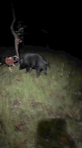 Big angry boar old Susie pulled up in the open country 🐗🐗 | Bivouac Boyz