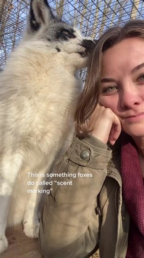 Adorable Tundra Fox Scent Marking | Fox Sanctuary