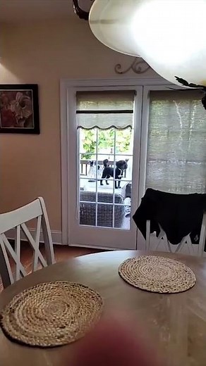 Dog Training Hack 🐶 (FGTeeV Shorts)