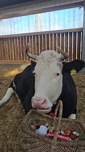 54K views · 3.4K reactions | Janne wird heute 9 Jahre alt. Sie gehört...