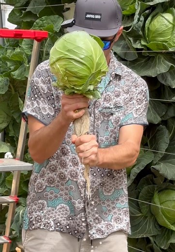 Maximize Crop Growth with Aeroponic Vertical Farming
