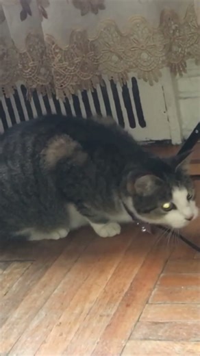 👆👆 Brass Grind: Cookie the Cat’s Heavy Hip-Hop Anthem for the Sousaphone Master Joe! 🐾