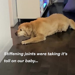 33K views · 94 reactions | In just 30 days on this new joint care chew - this beautiful dog started enjoying his walks again ❤️ | PetLab Co. | Facebook