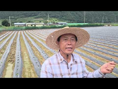 황금알농법 배추 EC값 관주전용 무름병 흑색썩음병 엽액 비동작균 동작균 청벌레 뿌리혹병 추비 비료부족 엽면시비 설탕 돈버는농사 골드그린 골드칼라 골드뿌리EC측정기
