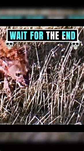 Wait for Henya 😲#trendingshorts#l ionheyna@Powerful_Editz-GK #animals#wildlife