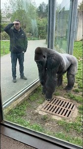 Massive silverback mirrors the man’s every move, creating a playful connection through the glass that sparks laughter, amazement, and an unforgettable moment between human and wildlife. #BeyondTheFrame #Fblifestyle #AnimalMagic #ZooLife #WildEncounters | Beyond the Frame