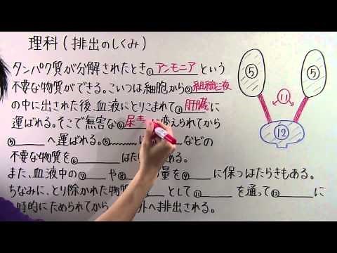 【理科】中2-24 排出のしくみ