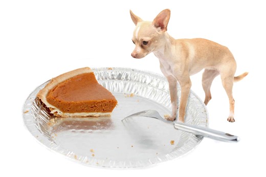 Can Dogs Eat Pumpkin Pie?