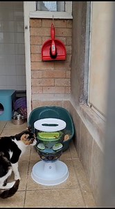 1.8K views · 46 reactions | Happy #caturday Karen wanted to show...