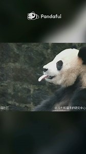 A world famous #Panda band！❤️ #cute #China #animallovers #PandaLove | Pandaful