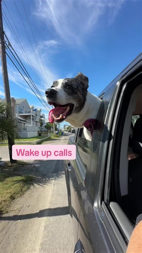 Attention all owners of a @Vrbo @airbnb @Vacasa @Booking.com @HomeToGo @Whimstay @Zillow Rentals THIS IS FOR YOU! Hire me, and I guarantee on-time checkouts. I’ll handle wake-up calls, enforce the 10am deadline, and make your cleaners’ lives easier. Guests who beg for early check-in? You can finally say yes. Efficiency guaranteed. #hireme #beachrentals #wakeupcall #business #carolinabeach