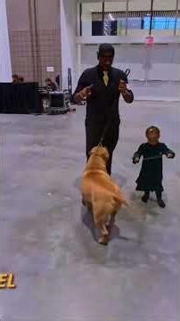 Turning dreams into reality 🫡 #abkc #americanbully #interview #xlbully #standardbully