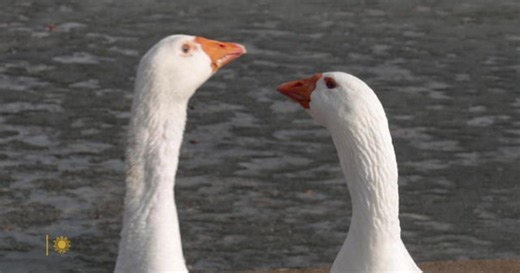A geese love story