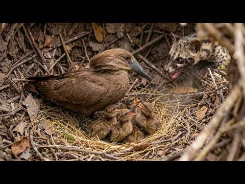 Hammerhead Bird: 90 Days From Egg To Survivor | Wildlife Kingdom