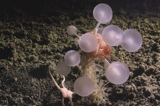 Seven fascinating new ocean discoveries made in 2025