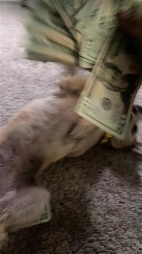 Dixie (@realityrat)’s videos with Queen Opp Body Tea - imsodolllicious