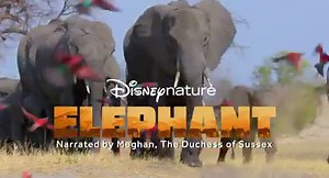 13K views · 909 reactions | Elephants Without Borders (EWB) is...