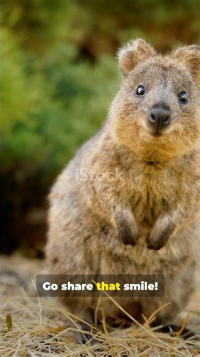 Quokka Says: ‘Smile, Human… NOW! 😍 #wildlifeentertainment #animal #quokka #animalfacts #cuteanimals