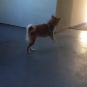 25K views · 712 reactions | Haha! When the The Dancing Doge #shakeshakeshake | The Dancing Doge | Facebook