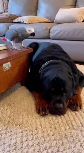 The Serious Yet Funny Rottweiler Moments